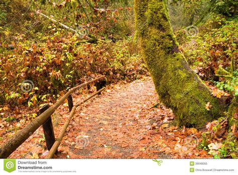 Marked Path Rainforest Trail Pacific Northwest Stock Image Image Of