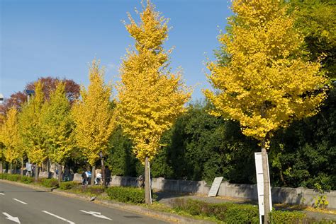 Autumn Gold Ginkgo