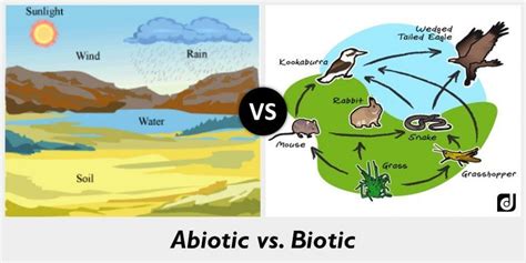 Draw A Diagram On Biotic And Abiotic Components