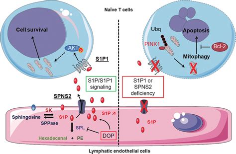 S1p From Lymphatic Endothelial Cells Lec Is Secreted In A
