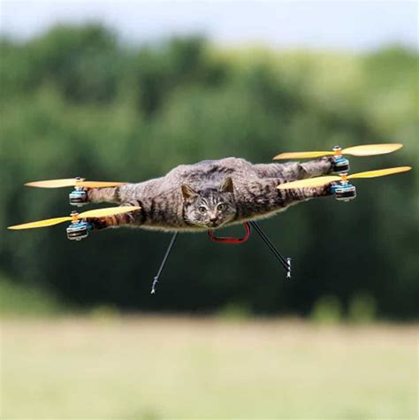 Bart Jansen Orvillecopter Cat Quadcopter Noveltystreet