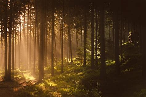 Morning Forest Photographic Print By Hudolin Redbubble