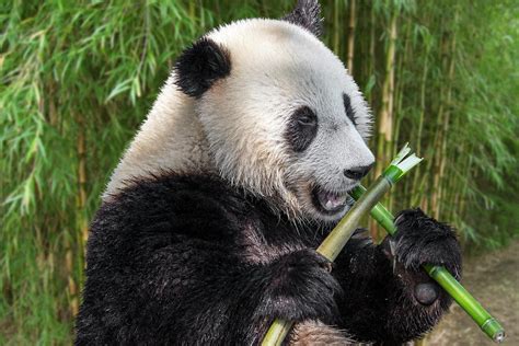 Giant Panda Eating Bamboo Photograph By Arterra Picture Library Pixels