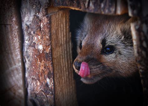 Fotoğraf Doğa Hayvan Vahşi Hayat Hayvanat Bahçesi Memeli Possum