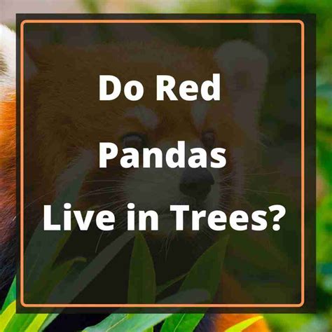 Do Red Pandas Live In Trees 8 Common Trees They Live