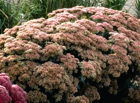 Autumn fire sedum is similar to autumn joy sedum but has a tighter habit and larger bloom clusters. Autumn Fire Sedum - Plant Library - Pahl's Market - Apple ...