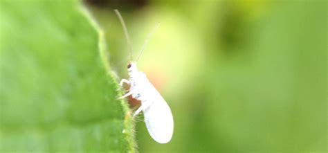 5 Organic Controls For Greenhouse Whitefly