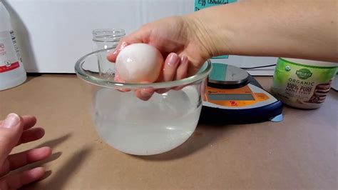 After 24 to 48 hours, gently rinse eggs in. Egg Osmosis Observation Lab Day 1 - YouTube