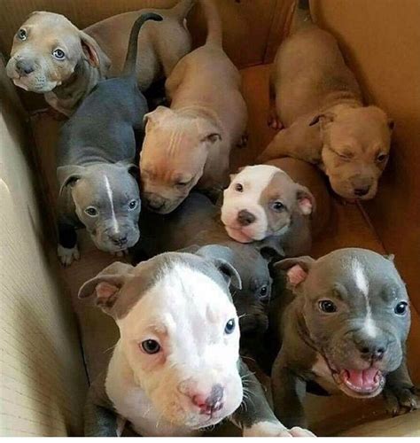 Pin By Claudio Claudio On Pitbulls Dogs Puppies Cute Animals
