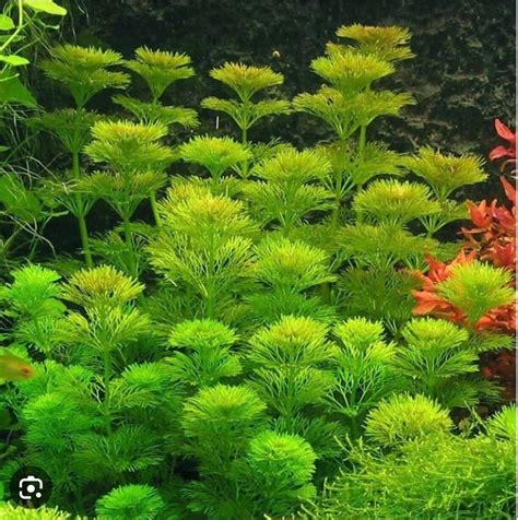 7 Limnophila Sessiliflora Live Aquarium Aquatic Plants Fish Tank Ebay