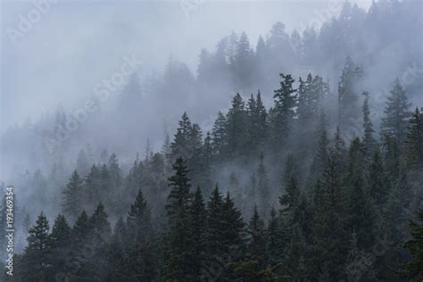 Foggy Forest Trees In The Pacific Northwest Stock Photo Adobe Stock