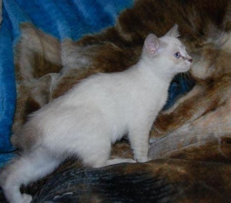 Gorgeous Snow Desert Lynx Female Kitten For Sale In Silverdale Washington Classified