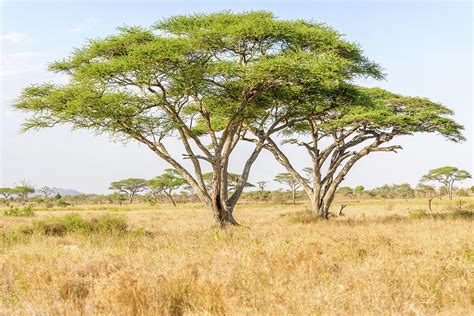 Acacia Tree In Open African Savannah Photograph By Marek