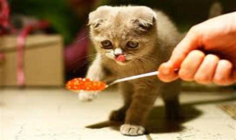 Kitten food typically has more calories, fat and proteins than cat food. Feeding Your Kitten: Kitten Food and Treats Basics | Foods ...