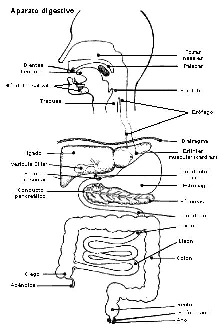 Digestivo Aparato Nombres Digestive System Humano Cuerpo Solar Aparell