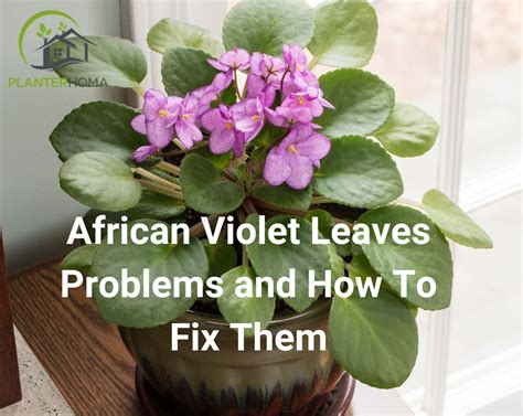 African Violet Leaves Problems And How To Fix Them Planterhoma