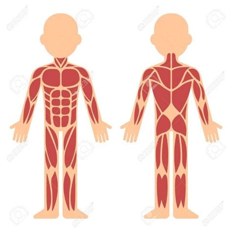 Human body outline front and back drawing illustrations. Muscle Cartoon Picture . Muscle Cartoon Picture Stylized Muscle Anatomy Chart Front And Back ...