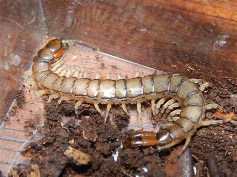 Centipede Hemiscolopendra Marginata Bugguidenet