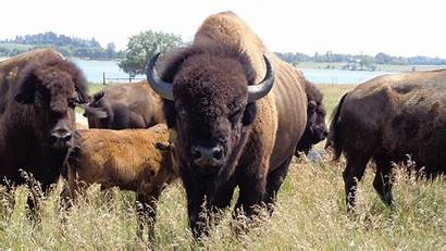 Bison Herd Background Wallpapers Desktop Animal Hdwallsource