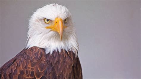 Download Bird Of Prey Eagle Bird Animal Bald Eagle 4k Ultra Hd Wallpaper