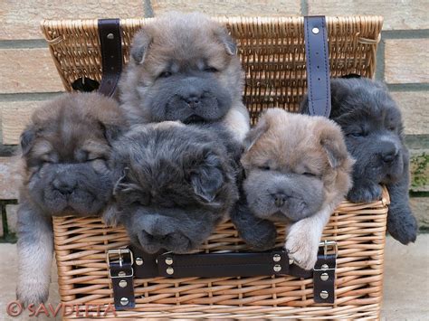 Savdeeta Available Shar Pei Puppies