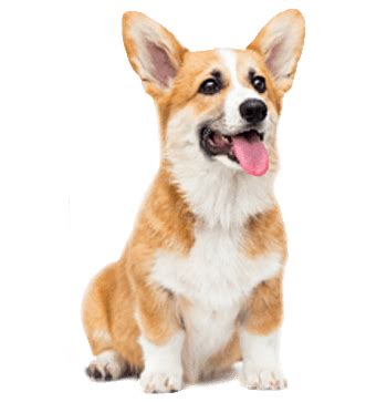 Companion Animal Vaccines | Esco VacciXcell