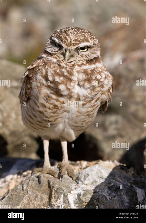 Burrowing Owl Athene Cunicularia Overwintering In North California