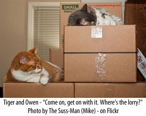 Great idea to use cat tranquilizers! Moving With A Cat - PoC