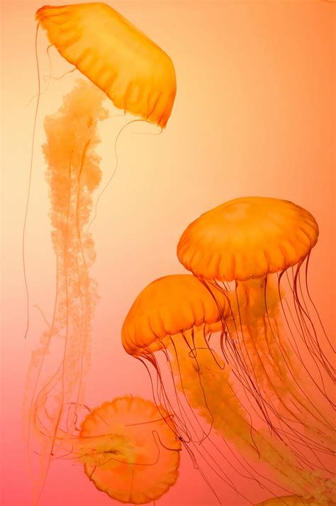 Four Orange Jellyfish Hình Nền · Kho ảnh Miễn Phí