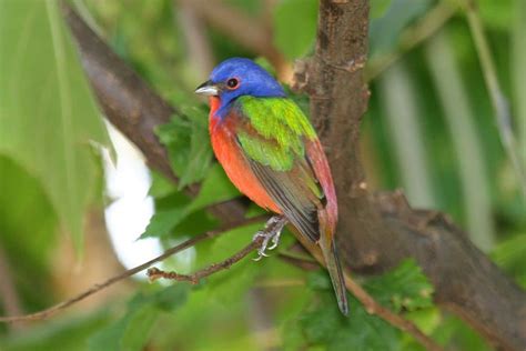 12 Fun Facts About Painted Buntings Ultimate List
