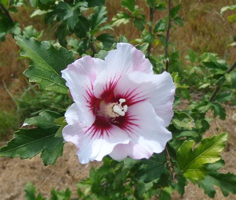 Collection 100 Pictures Rose Of Sharon Tree Pictures Stunning 102023