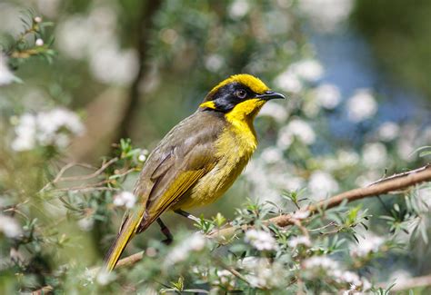 State Bird Of Victoria Australia Helmeted Honeyeater Symbol Hunt