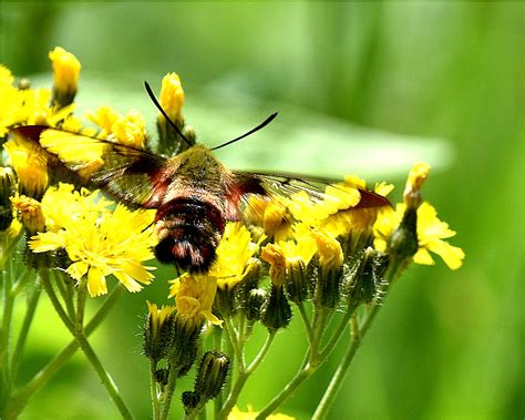 Nature Tales And Camera Trails A Clearwing Hummingbird Moth