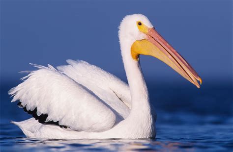 American White Pelican Ndow