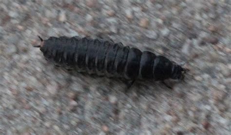 Species Identification What Is This Black Shelled Insect Found In