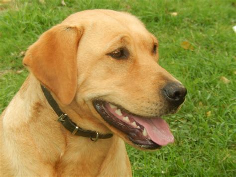 1366x768 Wallpaper Yellow Labrador Retriever Peakpx