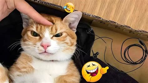 best funniest cats 😹 don t try to hold back laughter 😂 funny cats 2023 80 youtube