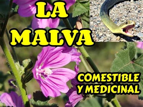 Malva Sylvestris Propiedades Y Usos De Esta Planta Medicinal Malva