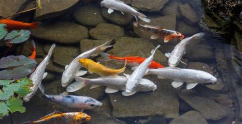 Best Fish For Small Pond 4 Best Goldfish For Pond 2024