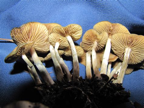 Psilocybe Ovoideocystidiata From San Francisco Mushroom