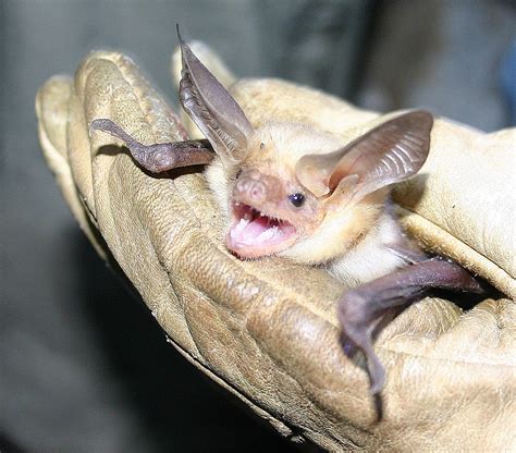 Panther Island Adventures Critter Of The Week Aug Pallid Bat