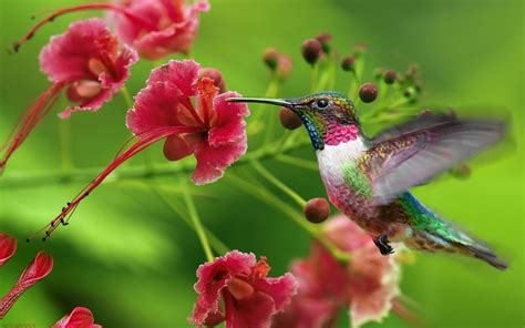 We hope you enjoyed the collection of bird wallpapers. 13 Beautiful HD and 4K Wallpapers of Exotic Birds That You ...