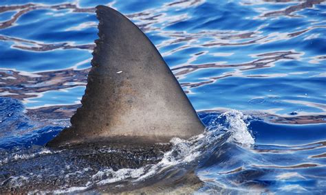 Shark Week Islander Media Islander Charters