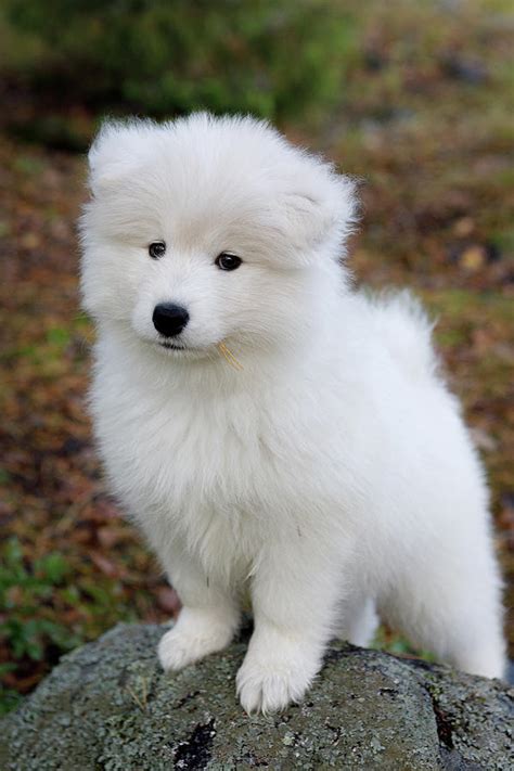 Cute Samoyed Dog Puppy In Forest Photograph By Juhani Viitanen