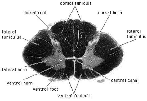 The central channel ( central canal ) is situated in the center of the spinal cord canal which contains cerebrospinal fluid. spinal cord | anatomy | Britannica.com