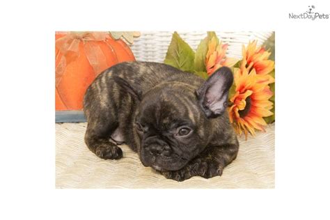 Rare Fawn Brindle With Tiger Striping French Bulldog Puppy For