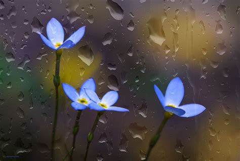 Free Download April Showers Bring May Flowers Blue Flowers Nature