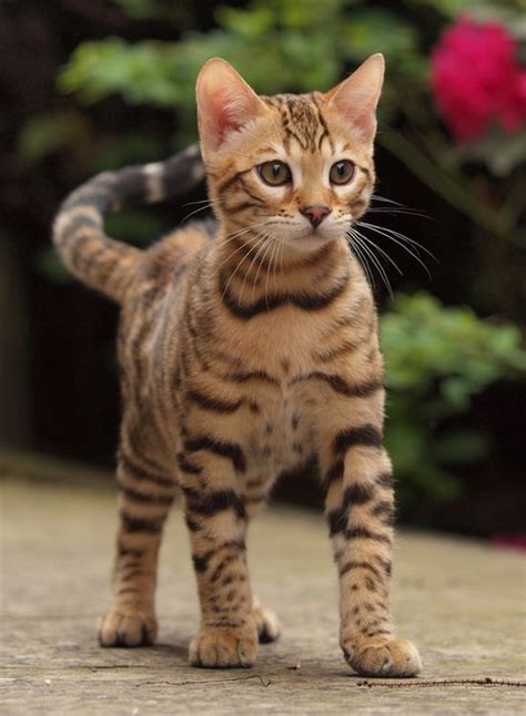 23 Fabulous Bengal Cat Pictures That Look Like Tigers Page 2 Of 5