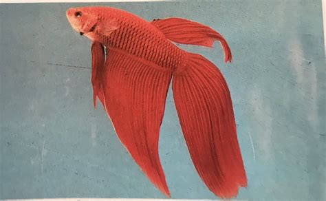 Beta borac - Izrada akvarijuma po meri