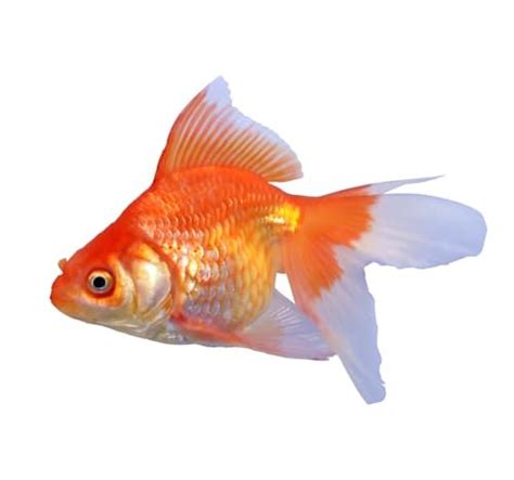 Petco Goldfish